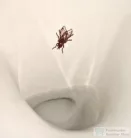 Duravit ME by Starck öblítőperem nélküli elektronikus (hálózat) Rimless piszoár, 0,5 l légymatricával 2809310097 ( 280931 )